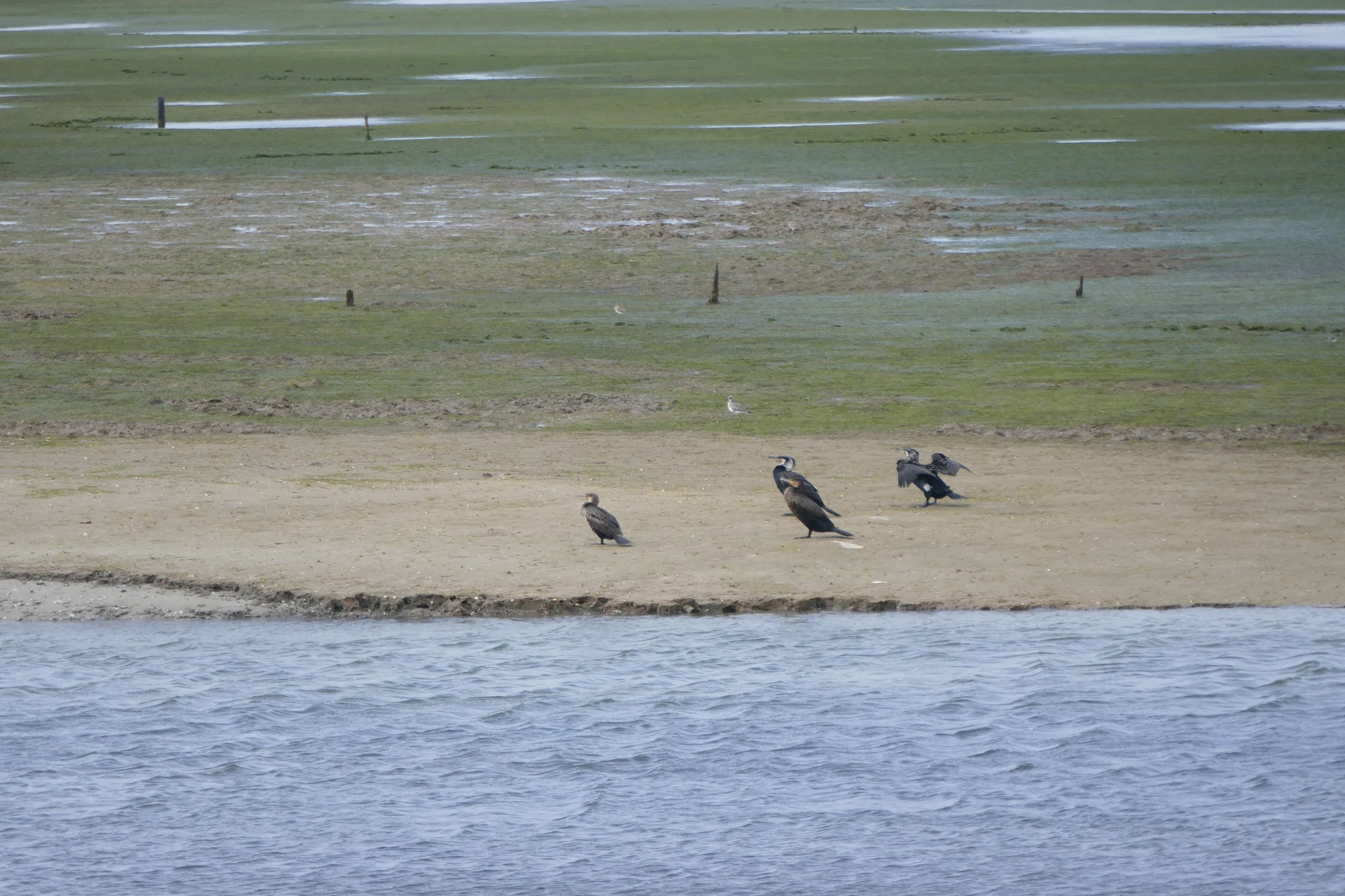 Cormorants in Ria Formosa Nature Park 02 in or near Olhao, Portugal